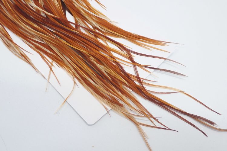 ミディアムジンジャー N/C