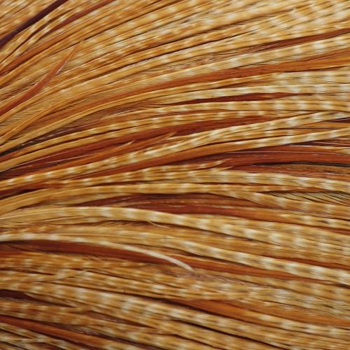 バードダークジンジャー N/C