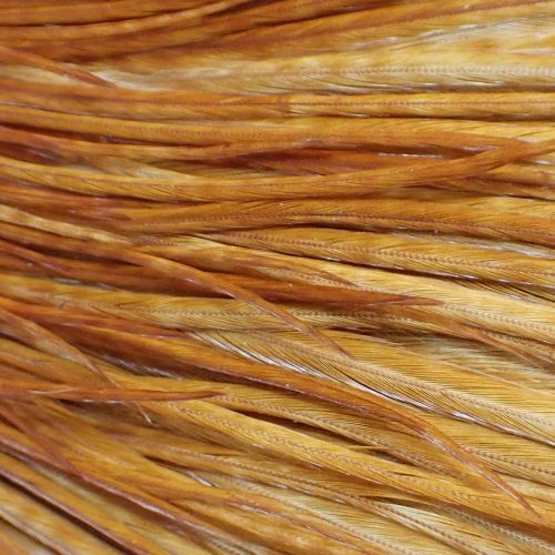 ミディアムジンジャー N/C