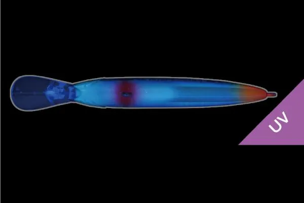 越中雪代ブルーバック