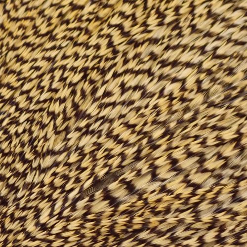 グリズリーダイド ゴールデンストロー