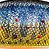 LZ タクミイワナ