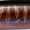 LZ オータムハレーション
