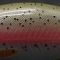 50SS/High Mountain Rainbow Trout