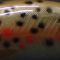 50SS/Torrent Brown Trout