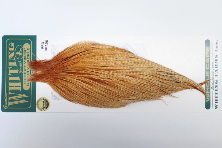 バードダークジンジャー N/C