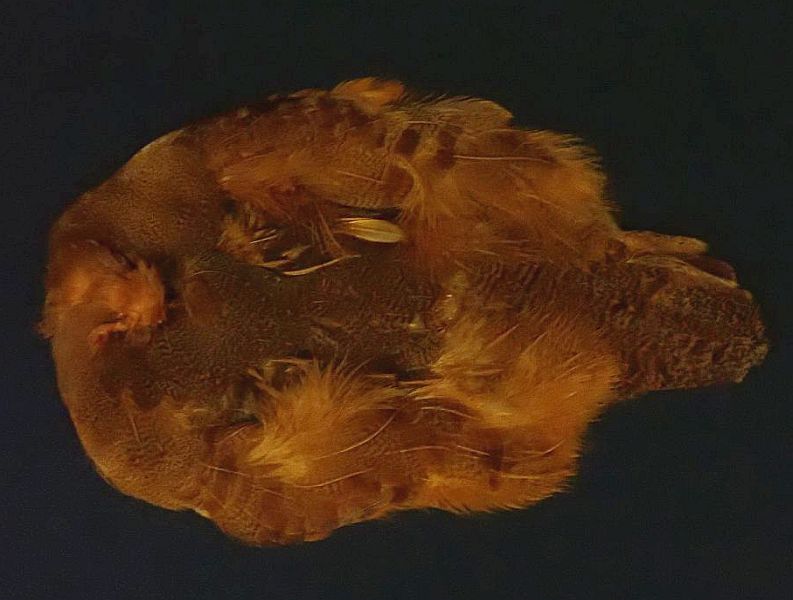 バーントオレンジ