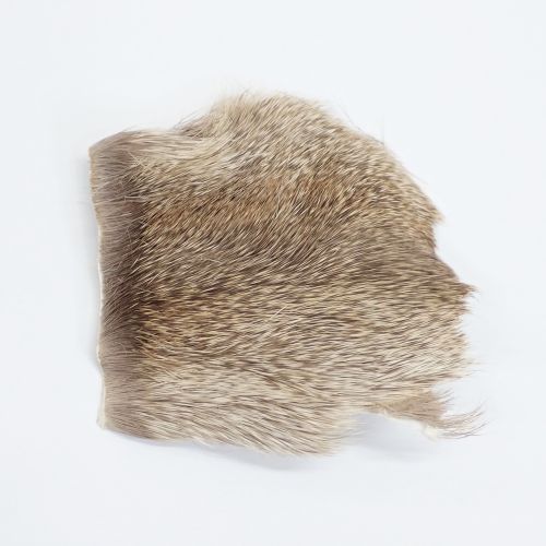 【キャナル】 コンパラ エゾディア ナチュラル