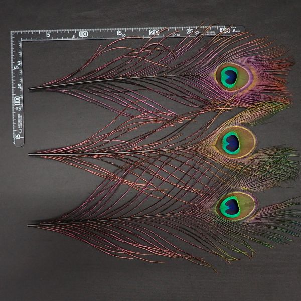 【キャナル】ピーコックアイ ブラック 中古